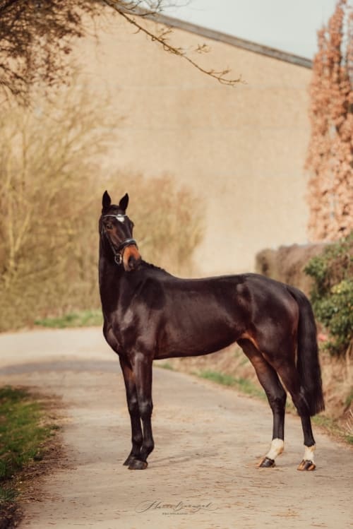 /_vercel/image?url=/Horse+blocking+the+road.&w=1536&q=100