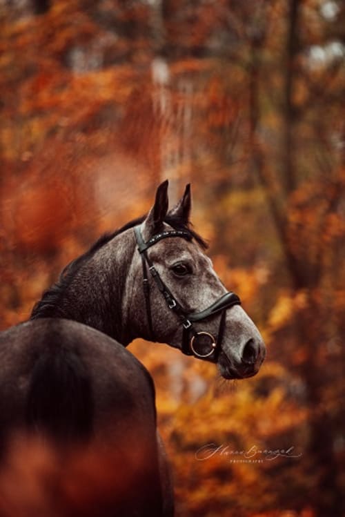 /_vercel/image?url=/Silesian+horse+professional+photo+in+autumn+in+Luxembourg.&w=1536&q=100
