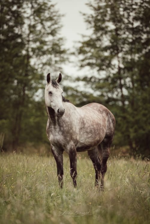 /_vercel/image?url=/Siwy+kon+stoi+na+lace+w+wysokiej+trawie+i+patrzy+w+dal.&w=1536&q=100