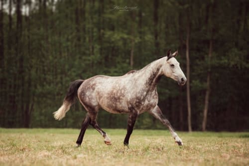 /_vercel/image?url=/Siwy+kon+biegnie+na+padoku.&w=1536&q=100