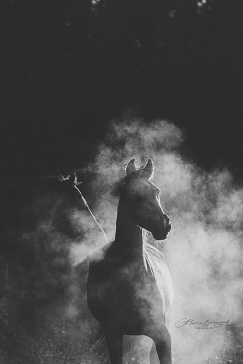 /_vercel/image?url=/Professional+photo+from+a+horse+surrounded+by+smoke+in+Luxembourg.&w=1536&q=100