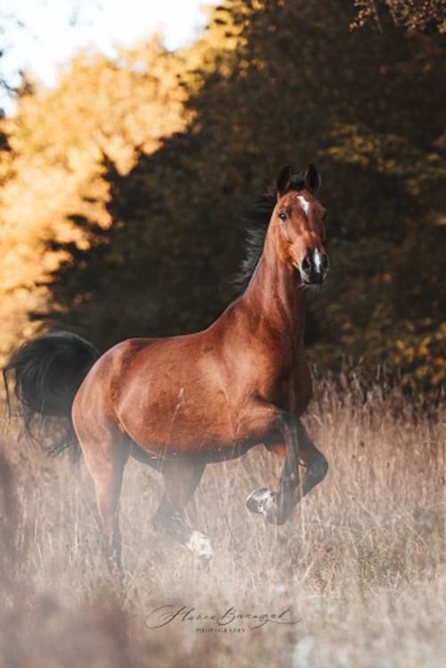 /_vercel/image?url=/Sportive+free+horse+photo+in+Luxembourg.&w=1536&q=100