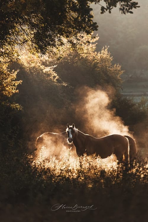 /_vercel/image?url=/Summer+equine+photography+in+Luxembourg.&w=1536&q=100