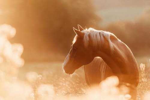 /_vercel/image?url=/Sunrise+with+horse+photo+in+Luxembourg.&w=1536&q=100