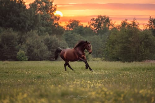 /_vercel/image?url=/Horse+cantering+during+a+sunset+in+the+nature.&w=1536&q=100