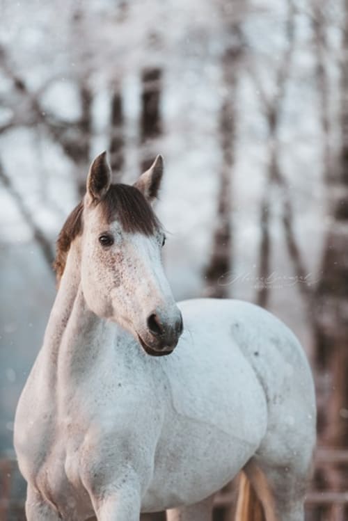 /_vercel/image?url=/Photo+pro+of+horse+in+winter+in+Luxembourg.&w=1536&q=100