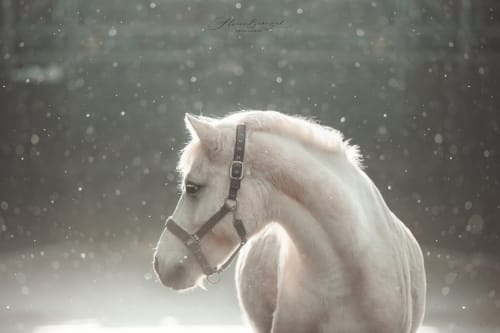 /_vercel/image?url=/Portrait+of+a+white+horse+in+the+nature+with+snow.&w=1536&q=100