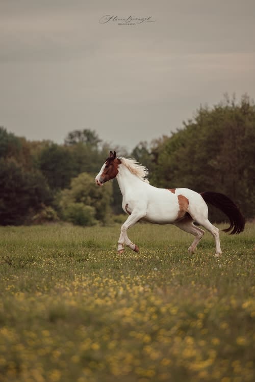 /_vercel/image?url=/Srokaty+kon+galopuje+na+lace+o+zachodzie+slonca.&w=1536&q=100