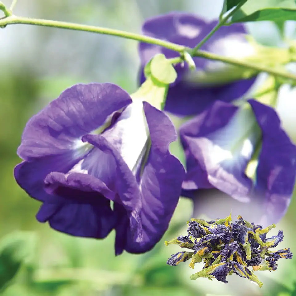 Butterfly Pea