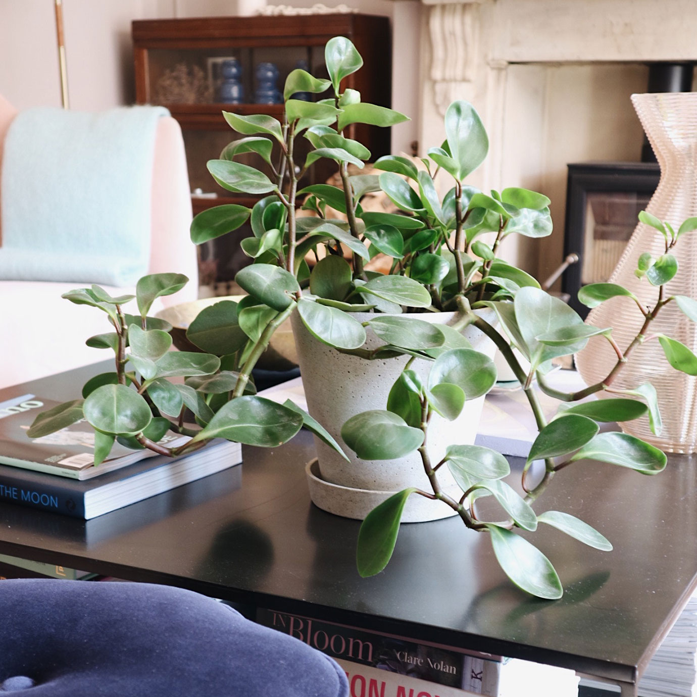 A flower on a coffee table.