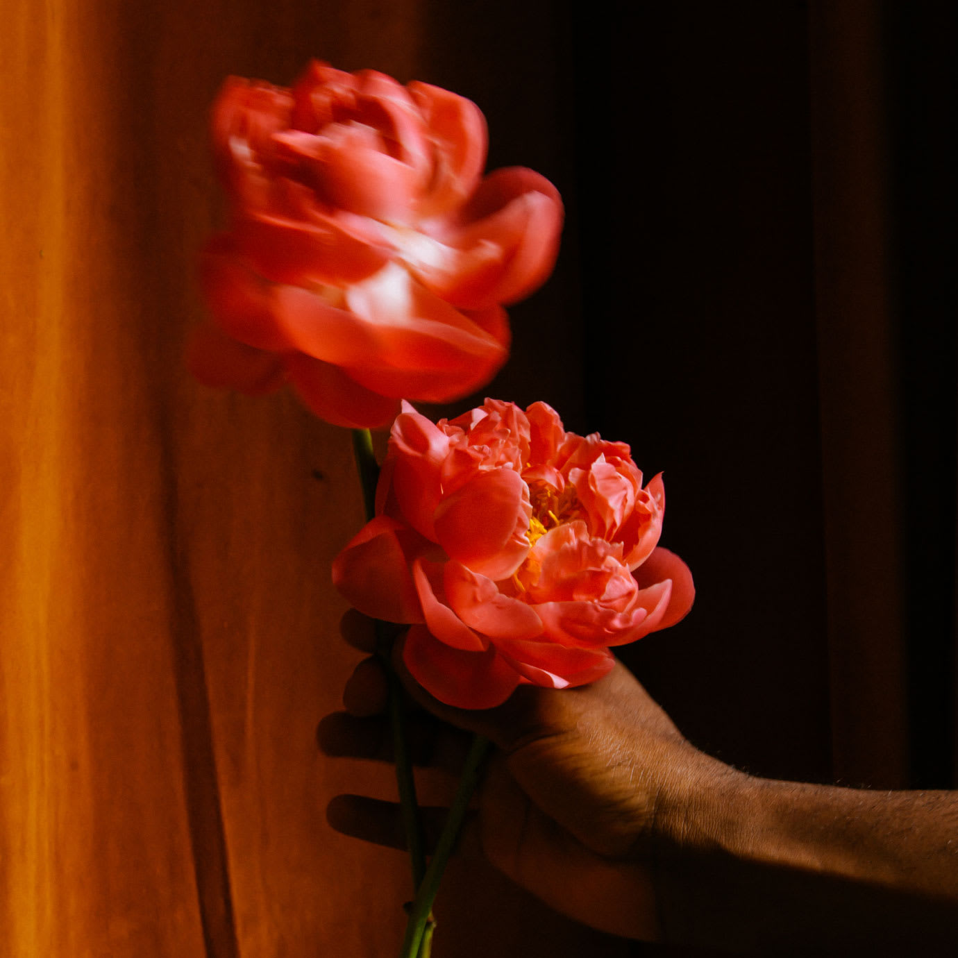 A hand holding two red flowers.