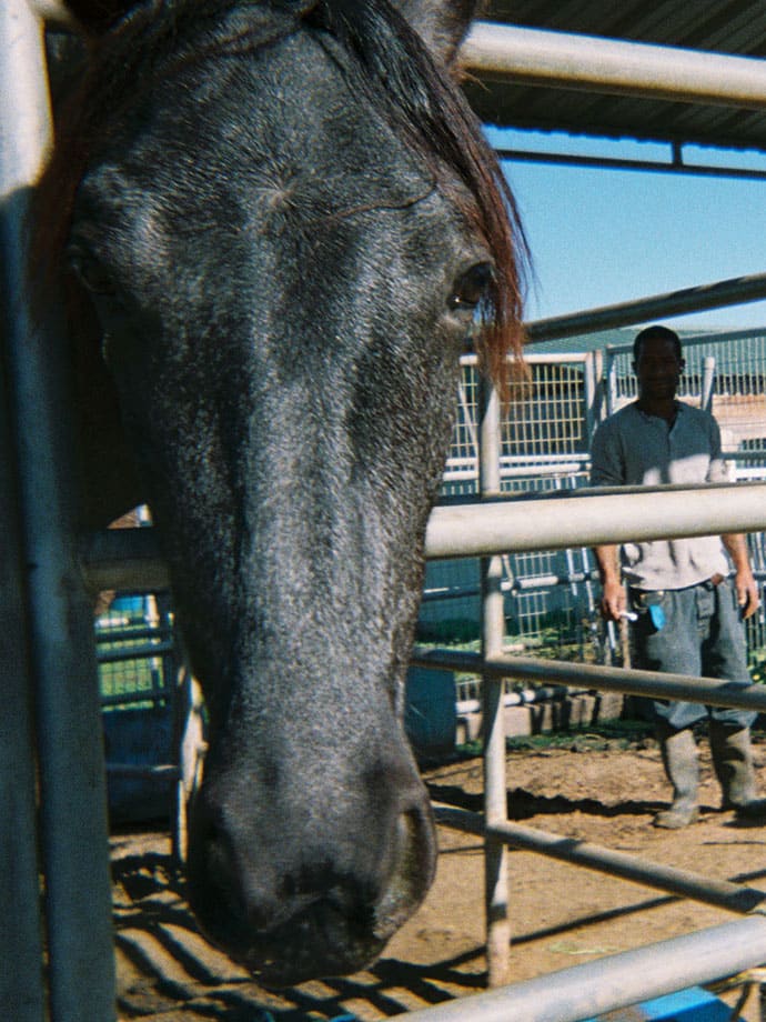horse staring at camera with man in background