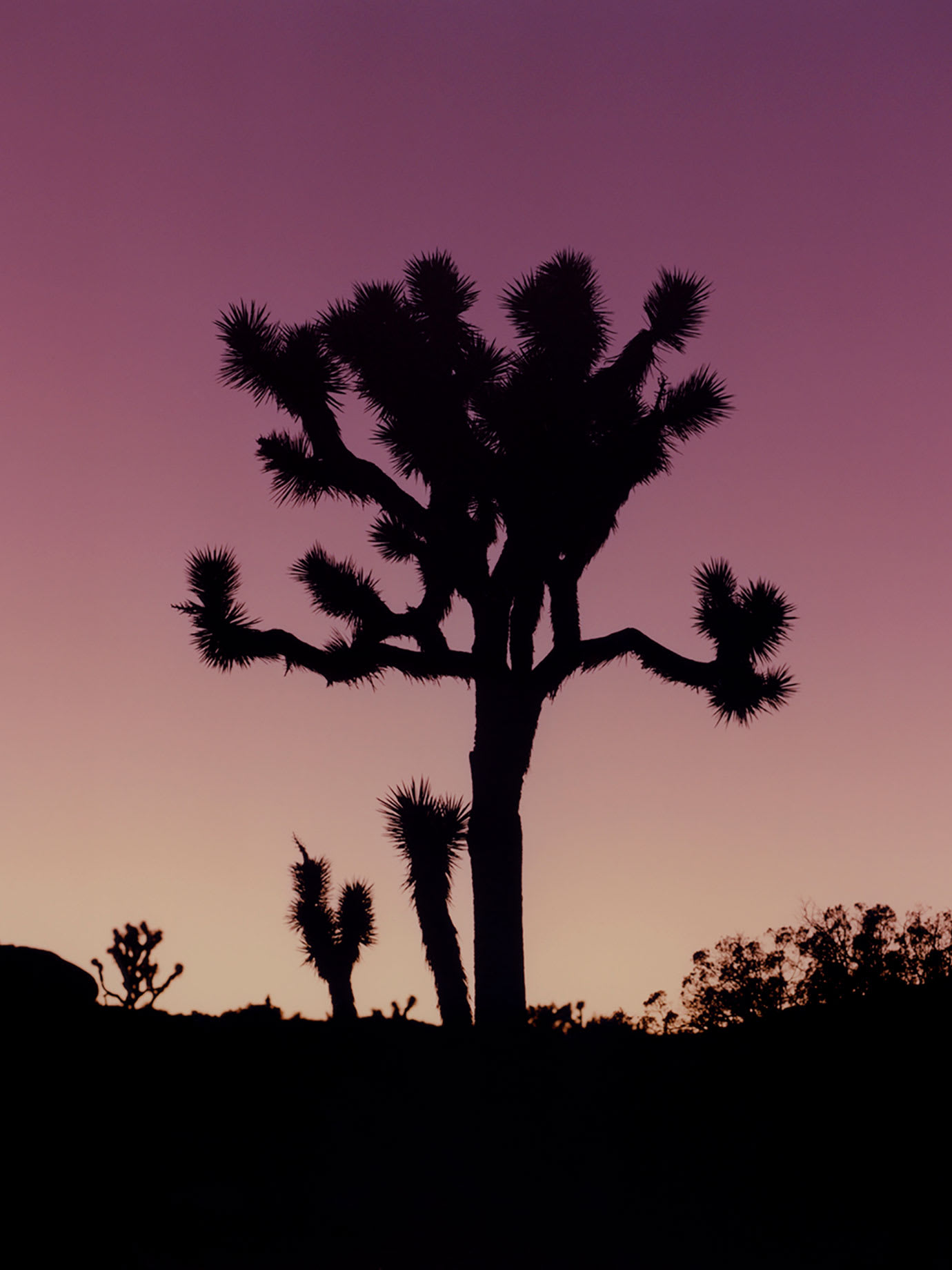 The silhouette of a cactus at sunset.