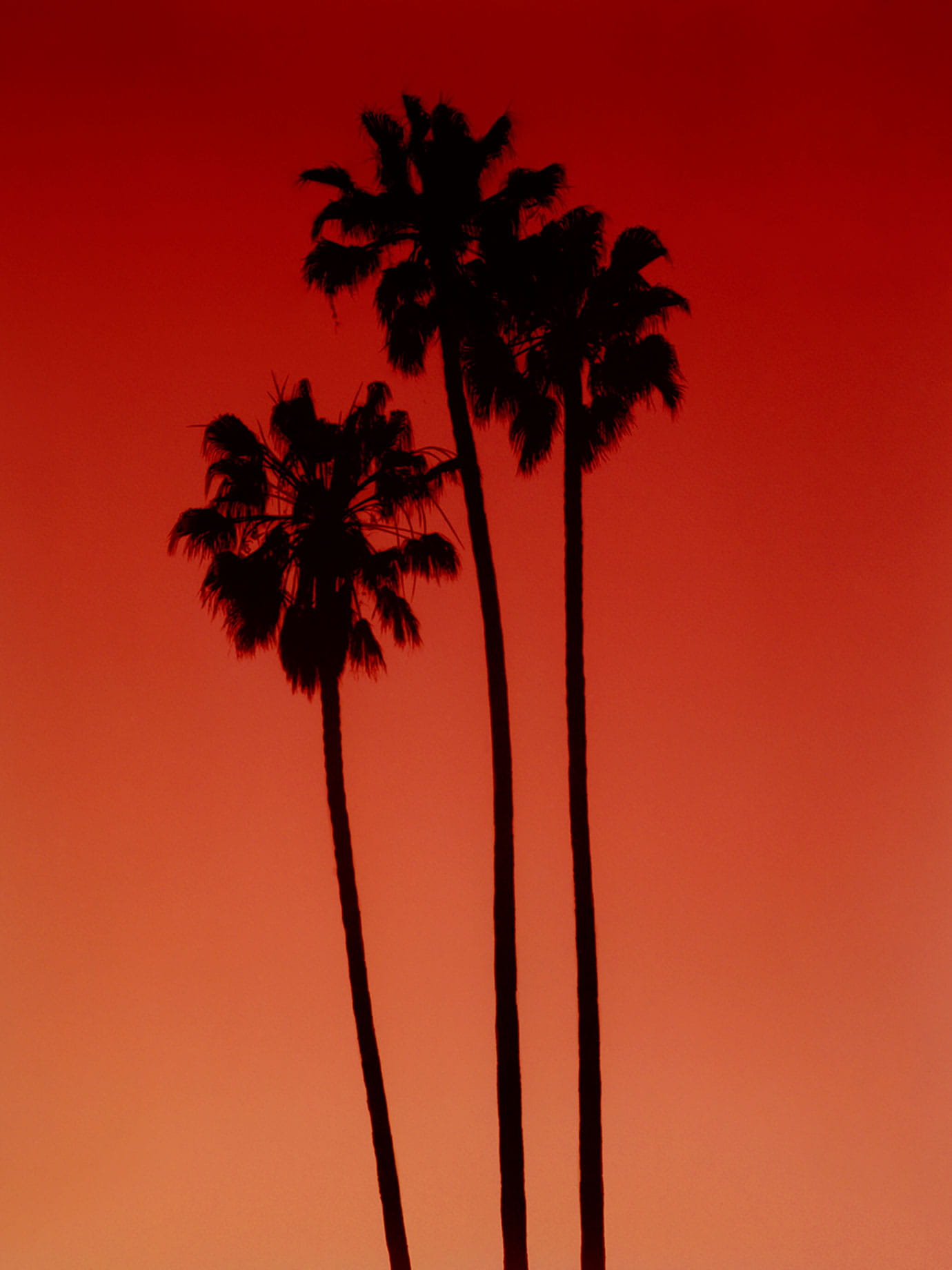 The silhouettes of three palm trees with a red sky behind them.