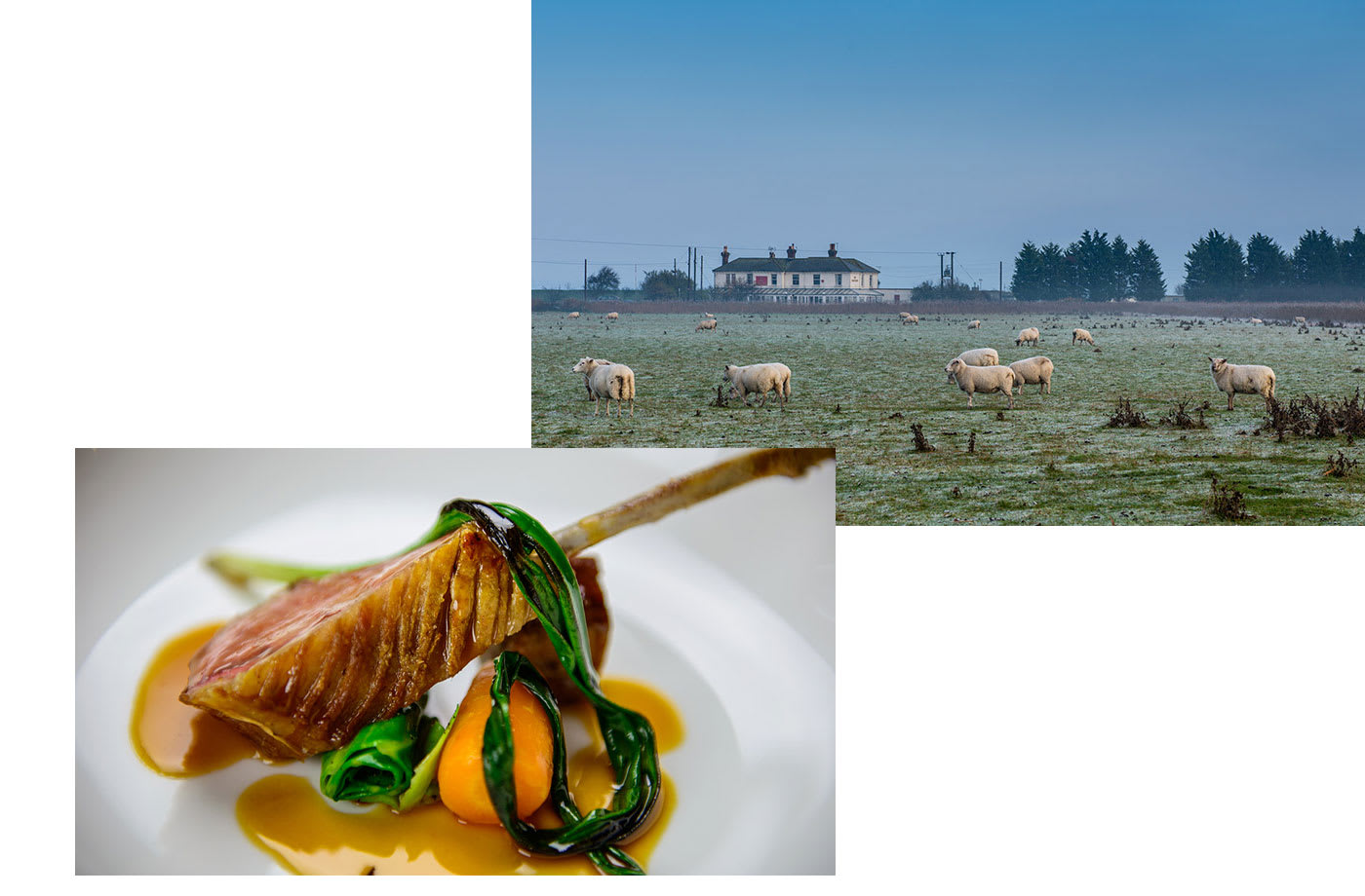A pub in the english countryside next to a field with sheep in a misty morning, a cut of cooked duck on the bone on a plate with vegetables.