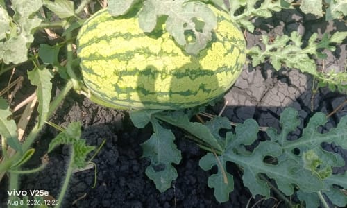 🍉 TIKITI MAJI BORA KWA BIASHARA! 🍉 Nina hekari 4za tikiti maji bora, zinatarajiwa kuwa tayari kwa kuvunwa kuanzia 04/09/2026.Natafuta wateja wa jumla wanaotaka kuagiza mapema. 📞 Wasiliana nami kwa maelezo zaidi. 0746417395