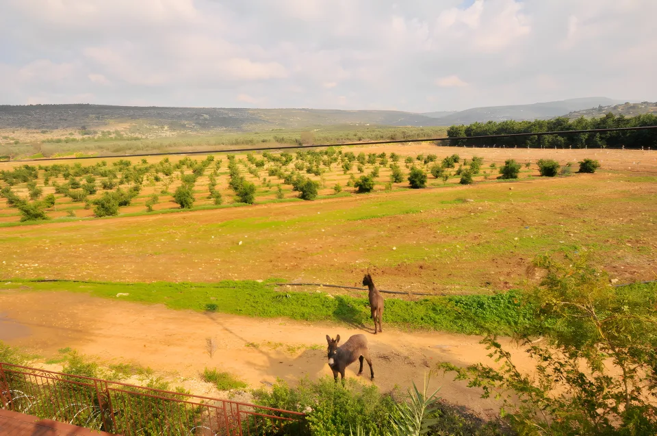 שדות, מטע צעיר ושני חמורים למרגלות אחוזת אלישבע