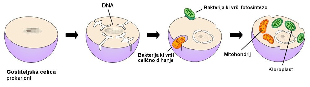 Endosimbiotska hipoteza