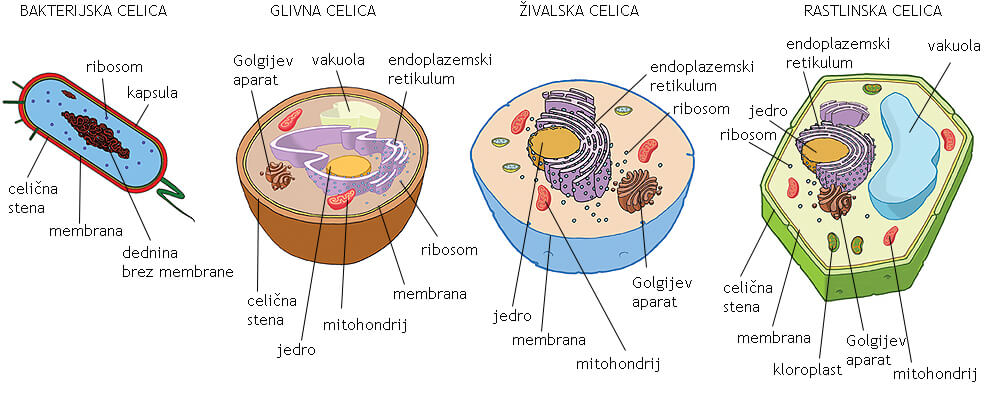 Različne vrste celic