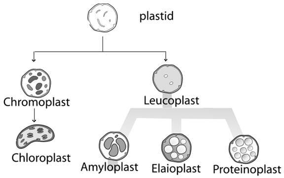 Plastidi