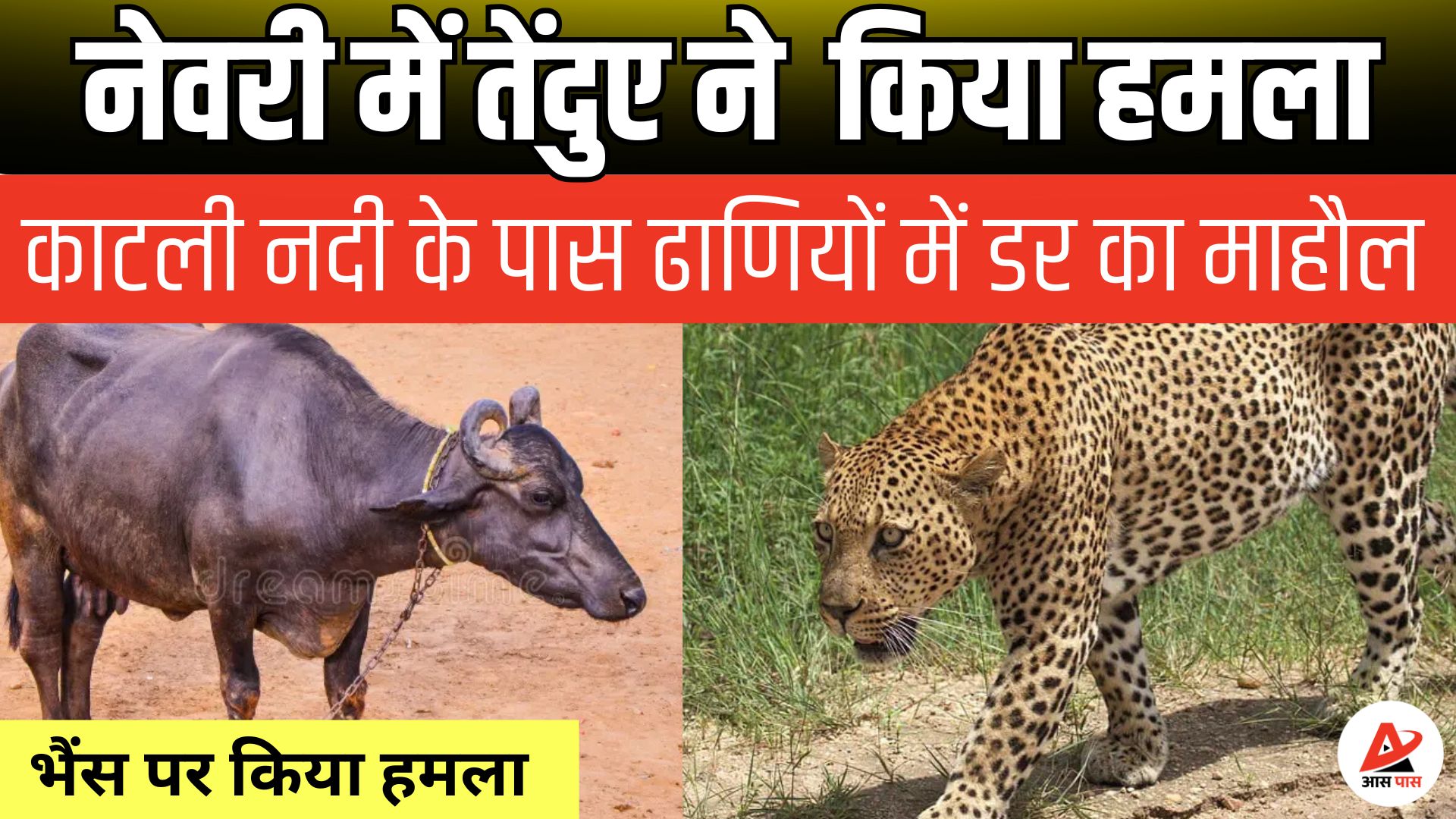 उदयपुरवाटी: बघेरे के हमले से भैंस घायल, ग्रामीणों में दहशत
