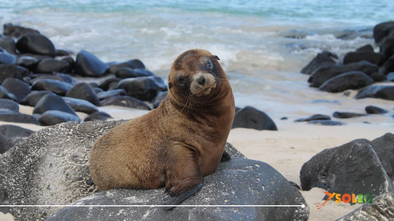 Young sea lion rests on rocks on Ecuadorian beach with turquoise waters in background.