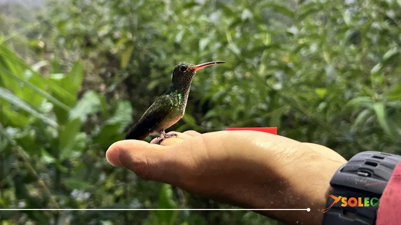 Hummingbird perched on a visitor's hand in the cloud forest of Mindo, Ecuador