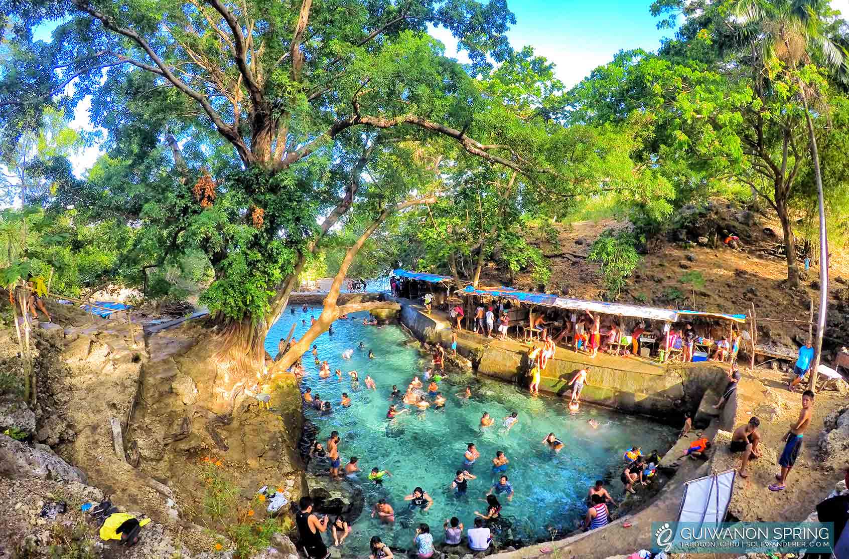 Huge Tree Covers the Pool