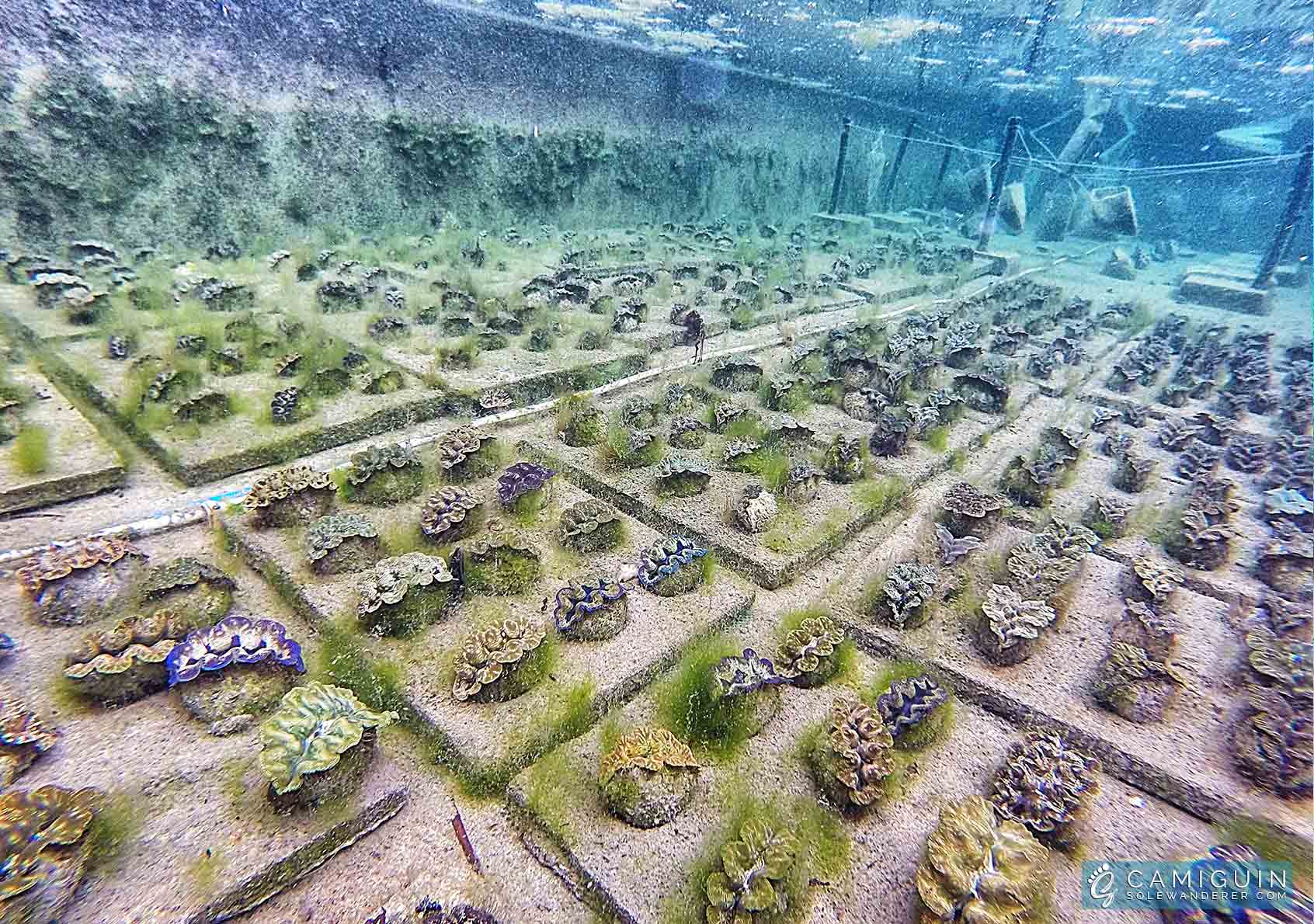 Giant Clam Sanctuary Camiguin