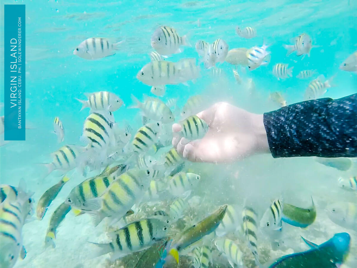 Fish Feeding Activity Virgin Island - Sole Wanderer