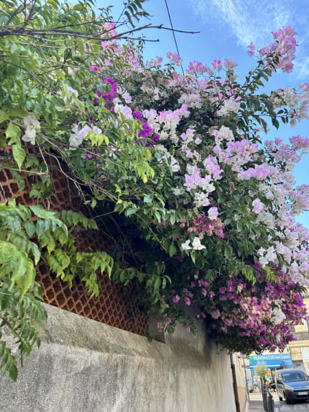 Springing into Spring (2026)