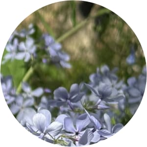 User Profile Avatar