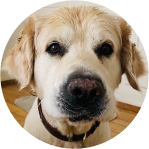 User Profile Avatar