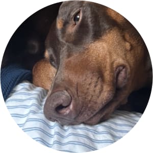 User Profile Avatar