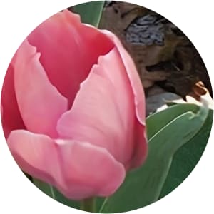 User Profile Avatar
