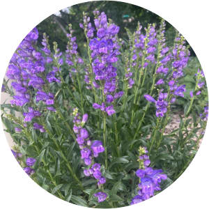 User Profile Avatar