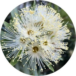 User Profile Avatar