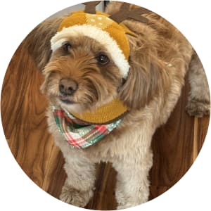 User Profile Avatar