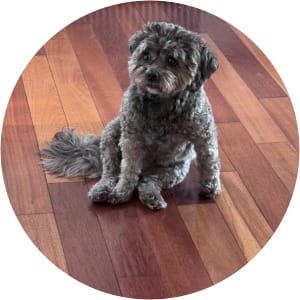 User Profile Avatar