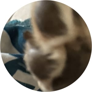 User Profile Avatar