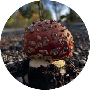 User Profile Avatar