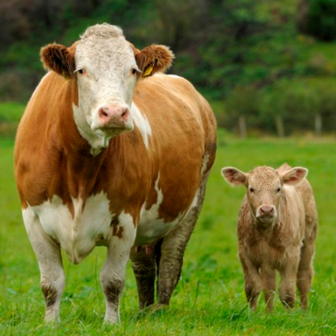  Alt Cattle and Calves