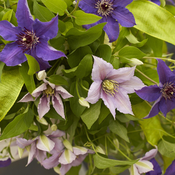  Alt Flowers and Foliage