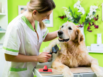 Pet services business website design: what features should you include?