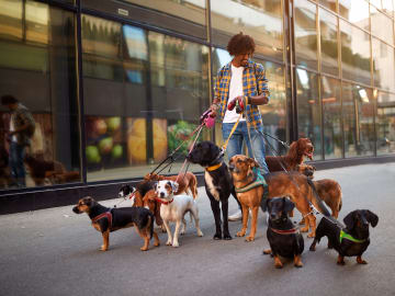 10 things every pet service business should have on their Google Business listing