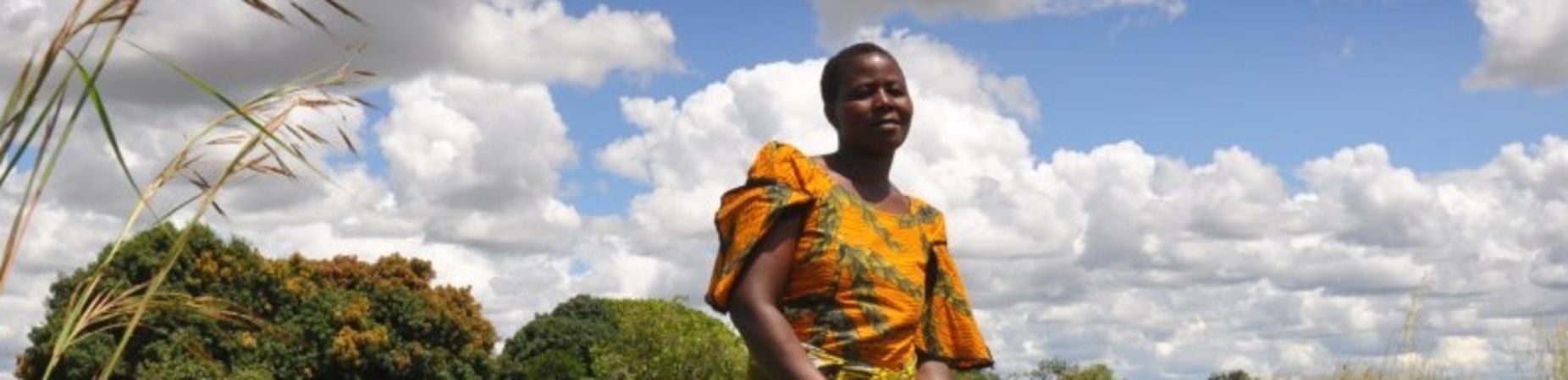 Collection: The Food Sector