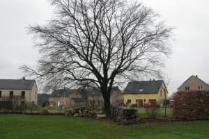 Verviers élagage d'un hêtre sur le déclin.