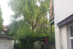 Elagage d'un saule tortueux à Ganshoren