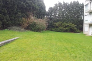 Etétage d'une haie de cyprès à Molenbeek de 7 à 14 mètres