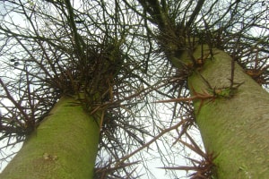 Abattage d'un Gleditsia triacanthos (Epine du christ)